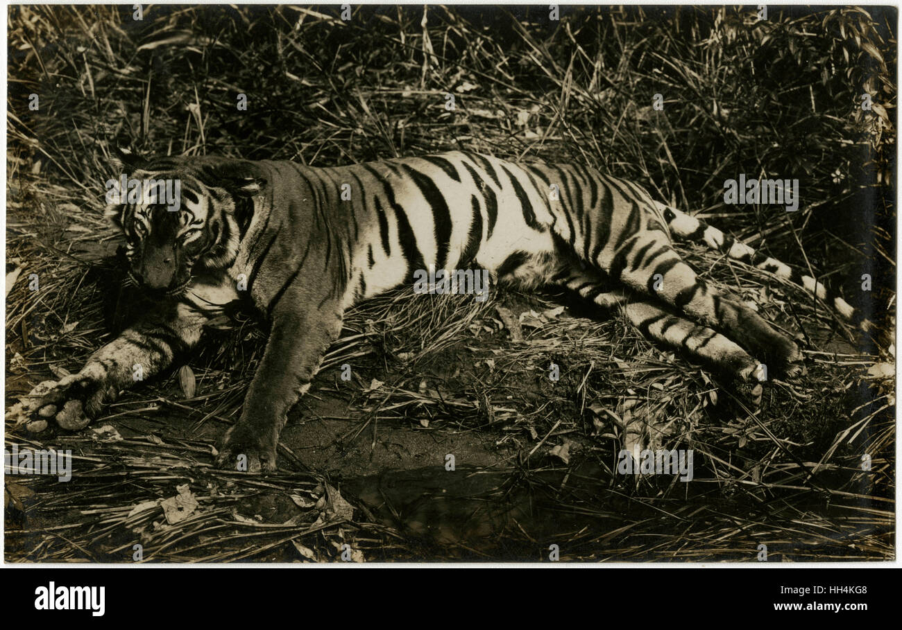 Tiger - Singapur, Malaysia Stockfoto