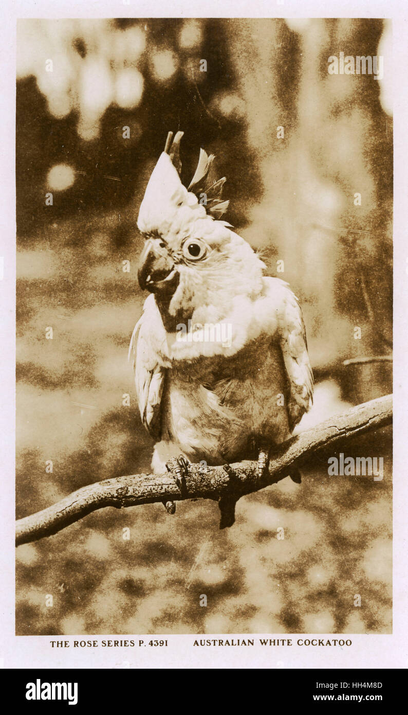 Australische weiße Kakadu. Stockfoto