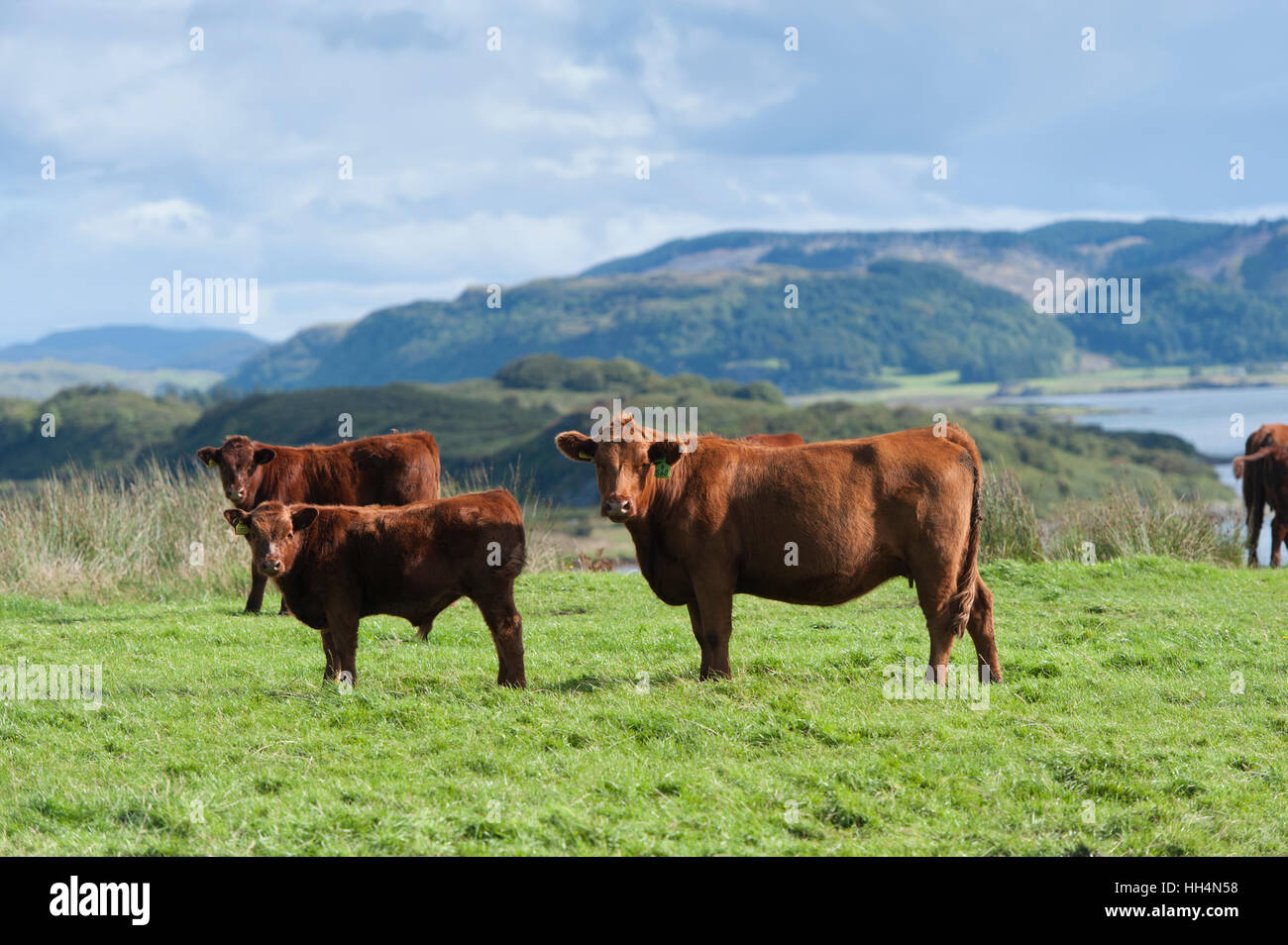 Schottische native Luing Rinder weiden auf Moorland auf der Insel Luing, abseits der Westküste von Schottland Stockfoto