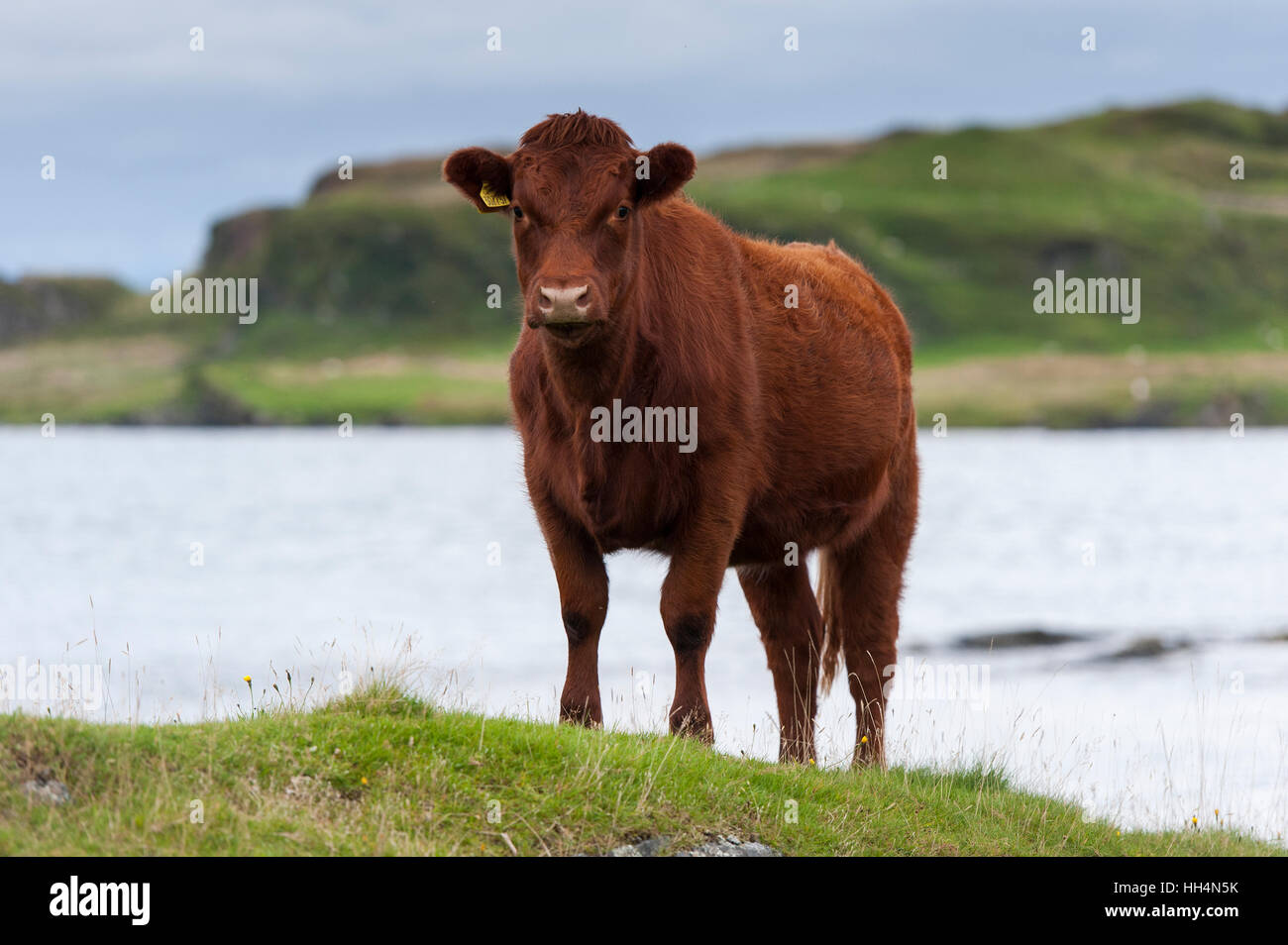 Luing Rinder, eine native britisches Rindfleisch Rasse auf ihre Heimat Insel Luing an der schottischen Westküste, UK. Stockfoto