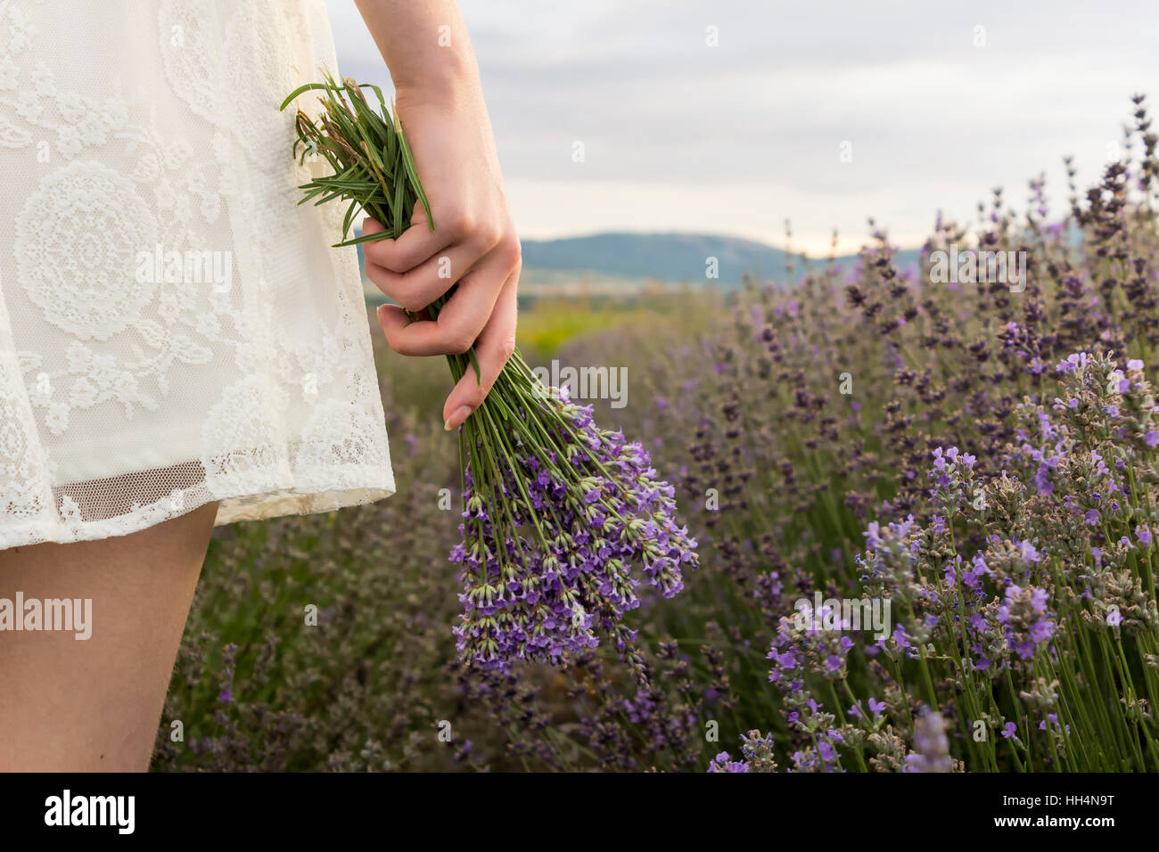 Auf Lavendel Feld Frauen in weißen Kleid hält Bouquet von Lavendel in der  hand Stockfotografie - Alamy