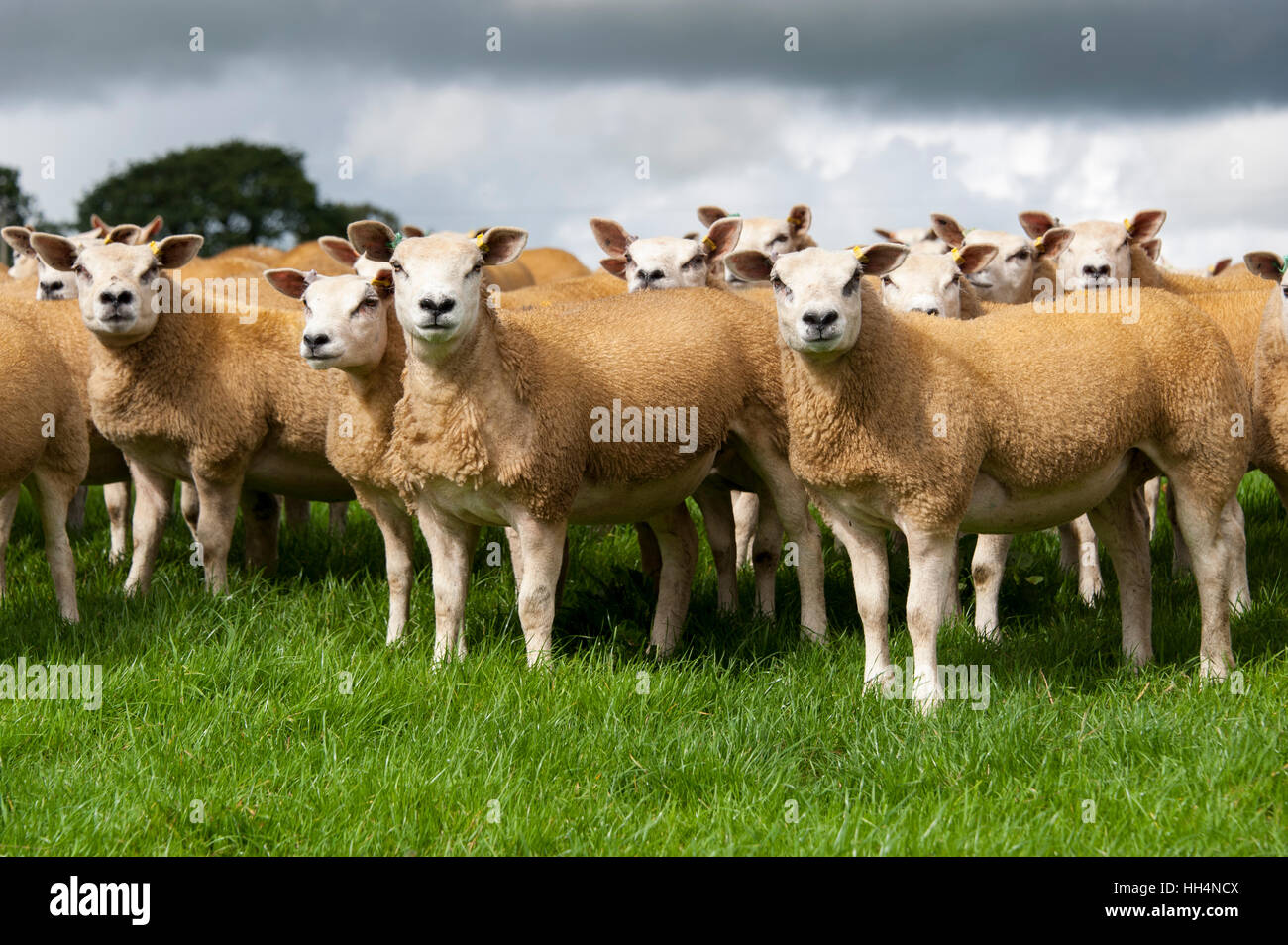 Schafherde Texel auf frische Weide, Cumbria, England. Stockfoto