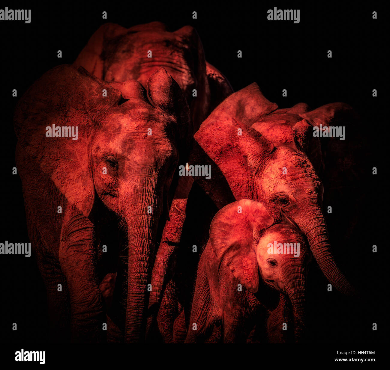 Monochrome glühende Low Key elephant Family Portrait in rot glühenden Tönen auf schwarzem Hintergrund in Südafrika, symbolische, figurative, starkes Team Stockfoto