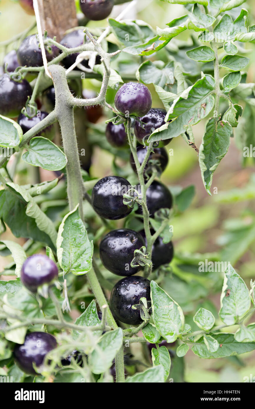 schwarze Bio-Tomaten wachsen am Weinstock im Garten Stockfoto
