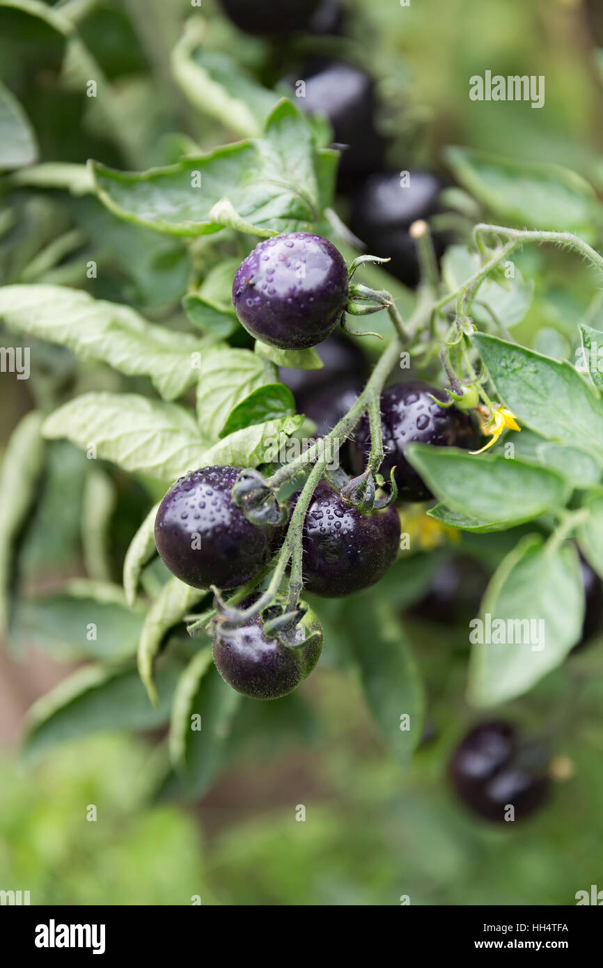 schwarze Bio-Tomaten wachsen am Weinstock im Garten Stockfoto