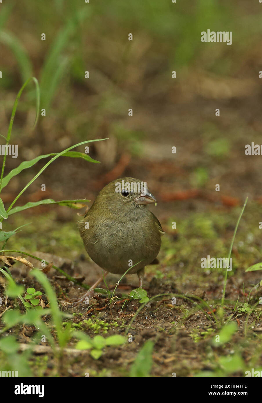 Black-faced Grassquit (Melanospiza bicolor Omissus) Erwachsenen weiblichen Fond Doux Plantage, St. Lucia, kleine Antillen Stockfoto