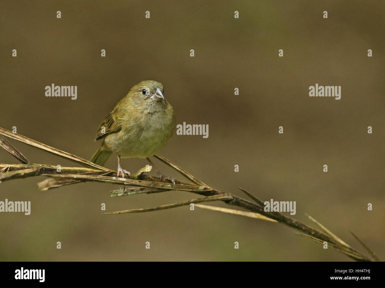 Black-faced Grassquit (Melanospiza bicolor Omissus) Erwachsenen weiblichen Fond Doux Plantage, St. Lucia, kleine Antillen Stockfoto