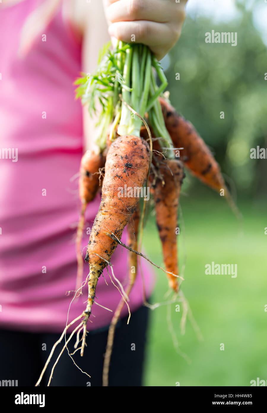 frische Karotten aus pflanzlichen Pfad in der hand Stockfoto