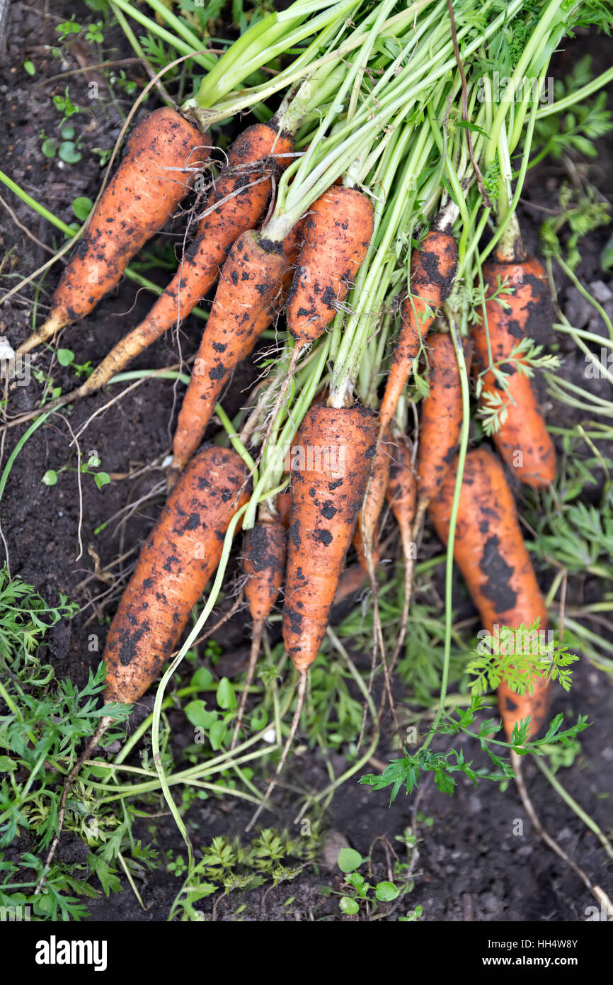 frische Karotten aus pflanzlichen Weg Stockfoto