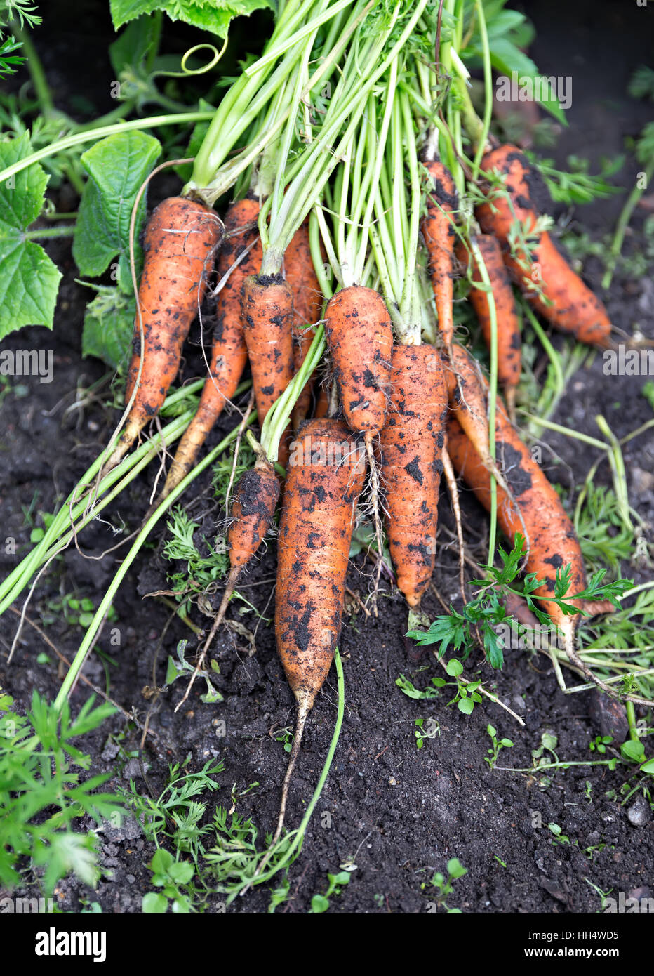 frische Karotten aus pflanzlichen Weg Stockfoto