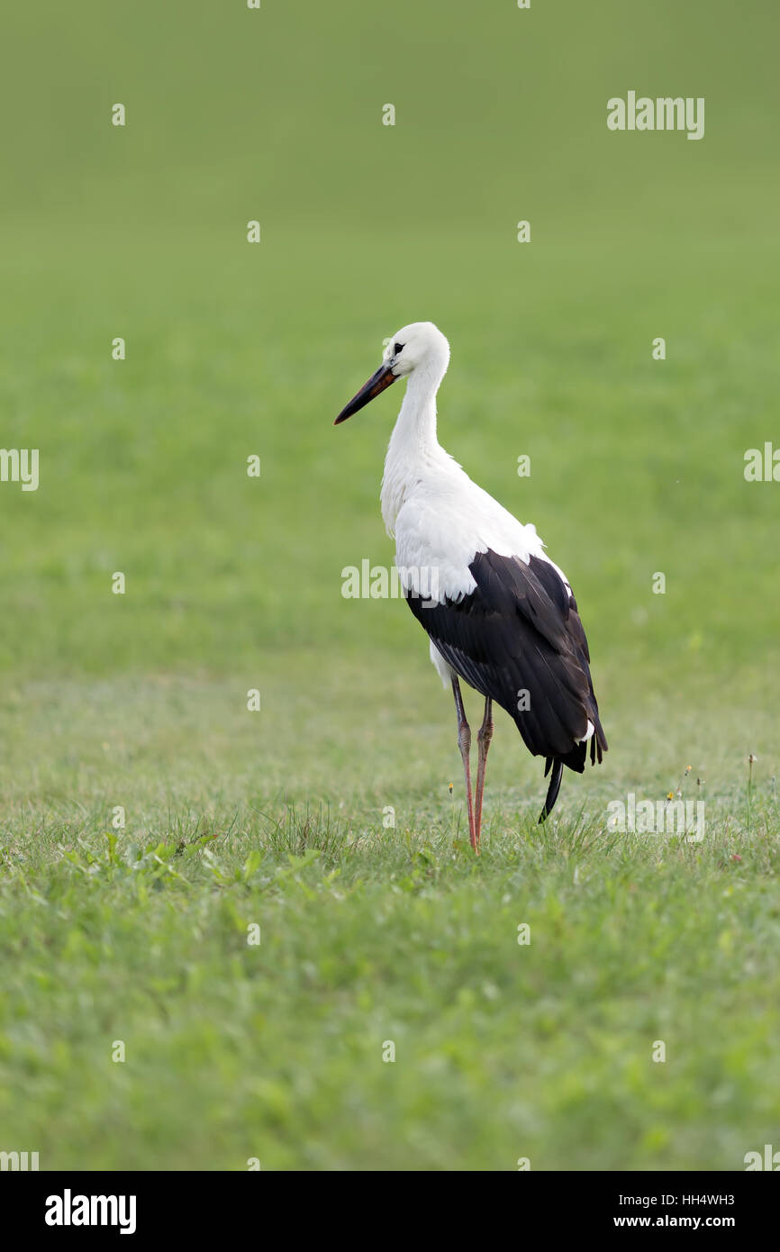 Porträt von einem Storch in seinem natürlichen Lebensraum Stockfoto