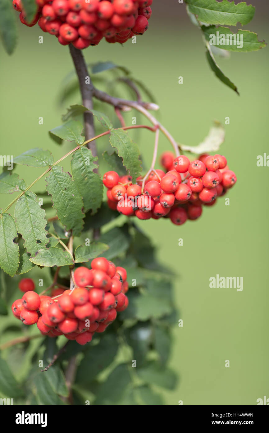 leuchtend roten Beeren der Eberesche, selektiven Fokus Stockfoto