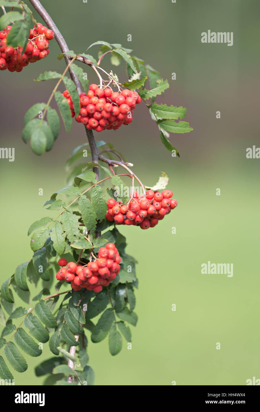 leuchtend roten Beeren der Eberesche, selektiven Fokus Stockfoto