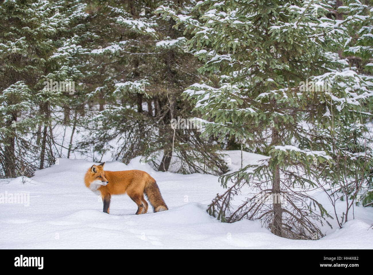 Rotfuchs Vulpes Vulpes Jagd im immergrünen Wald, Winter einstellen Nordamerika Stockfoto