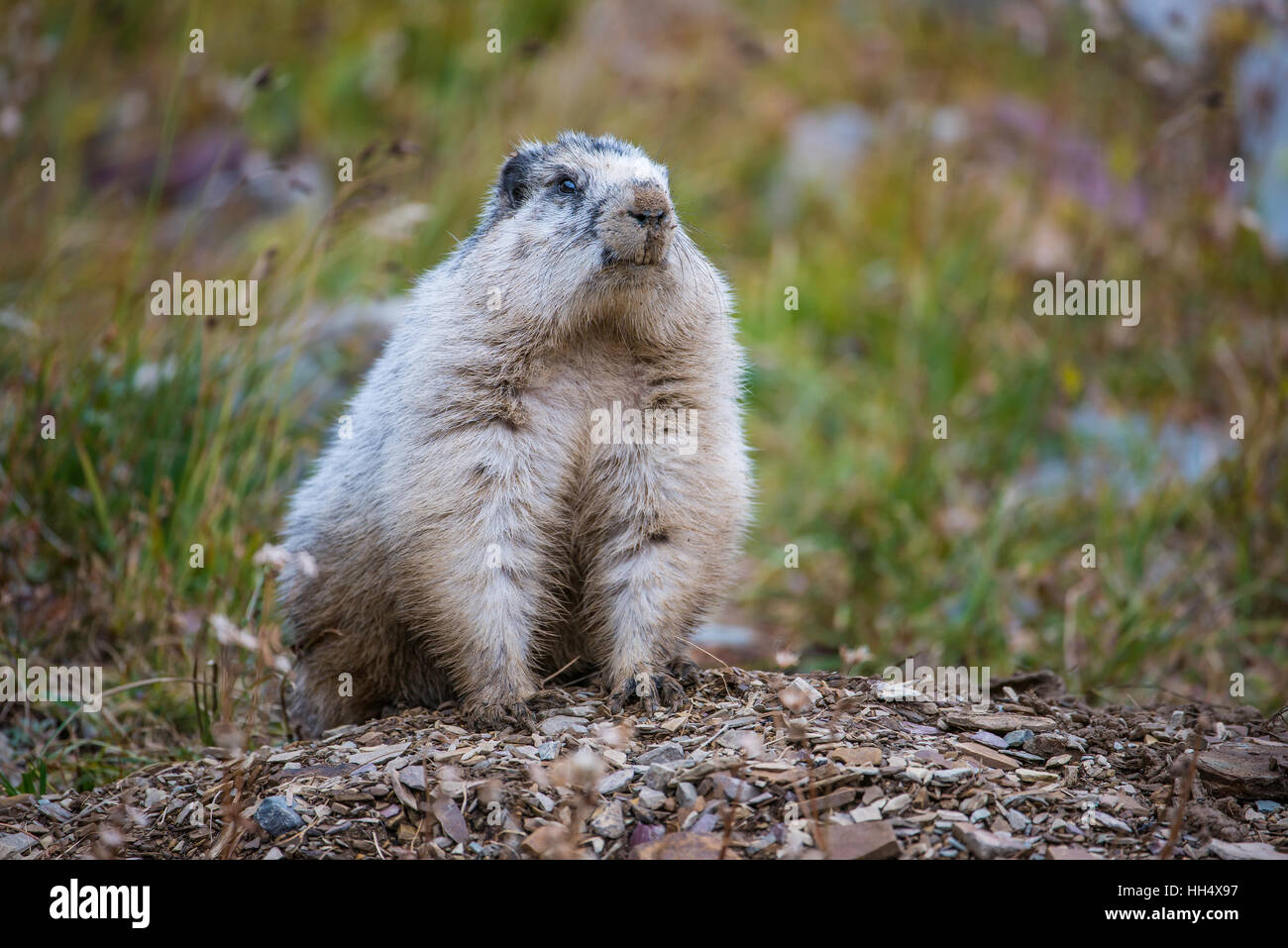 Hoary Murmeltier (Marmota Caligata) Logan Pass, Glacier National Park, Montana USA Stockfoto