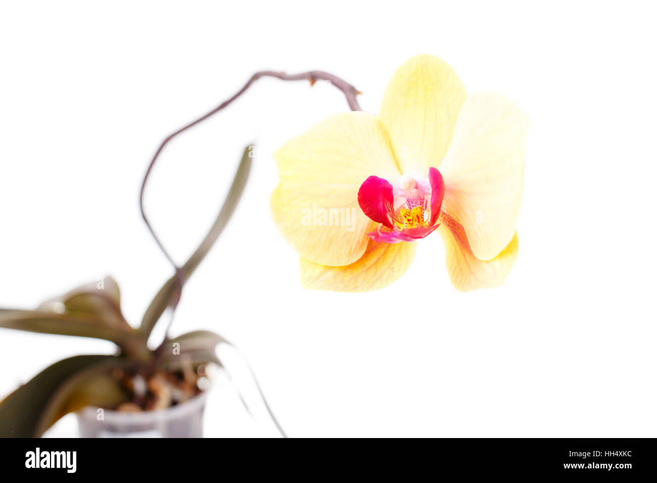 Orchidee Blume Zweig isoliert auf weißem Hintergrund Stockfoto