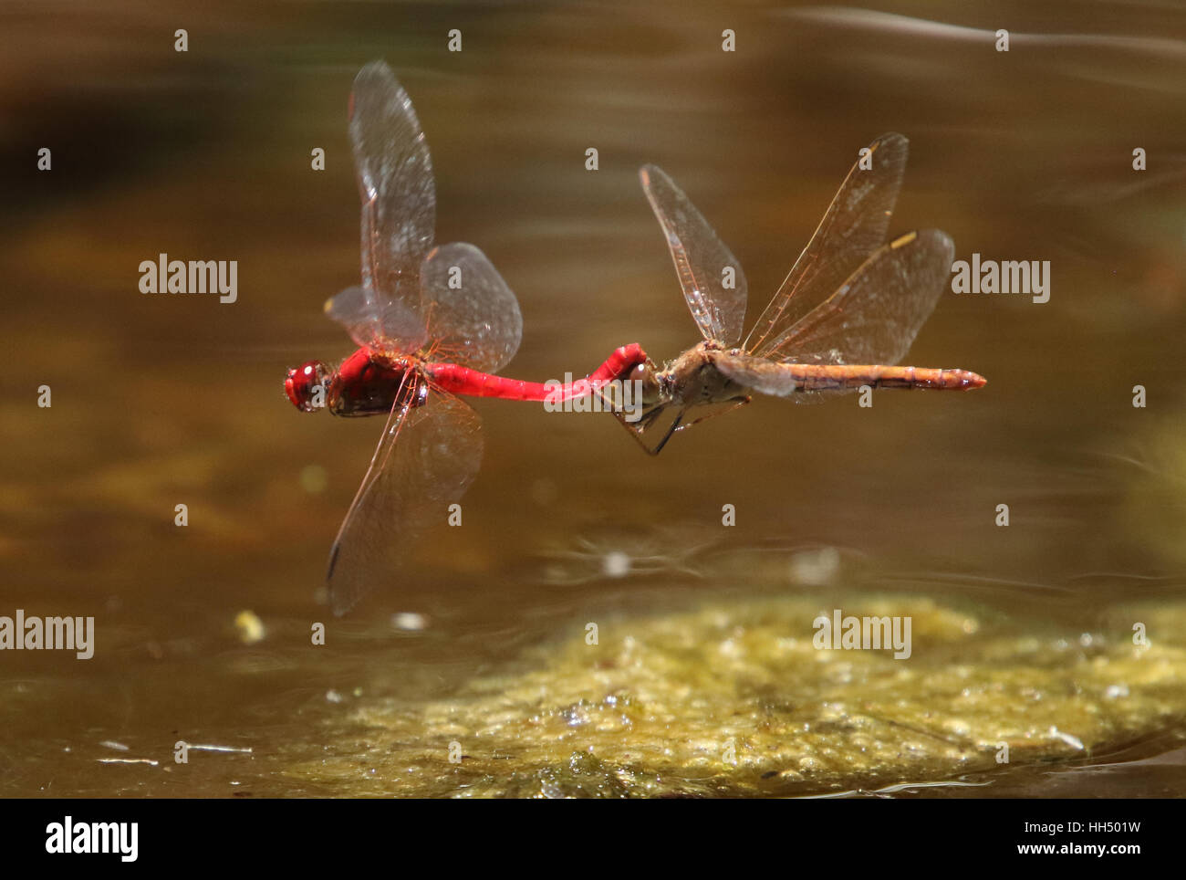 Scharlachrote Percher Libelle paar Paarung auf dem Flügel Stockfoto