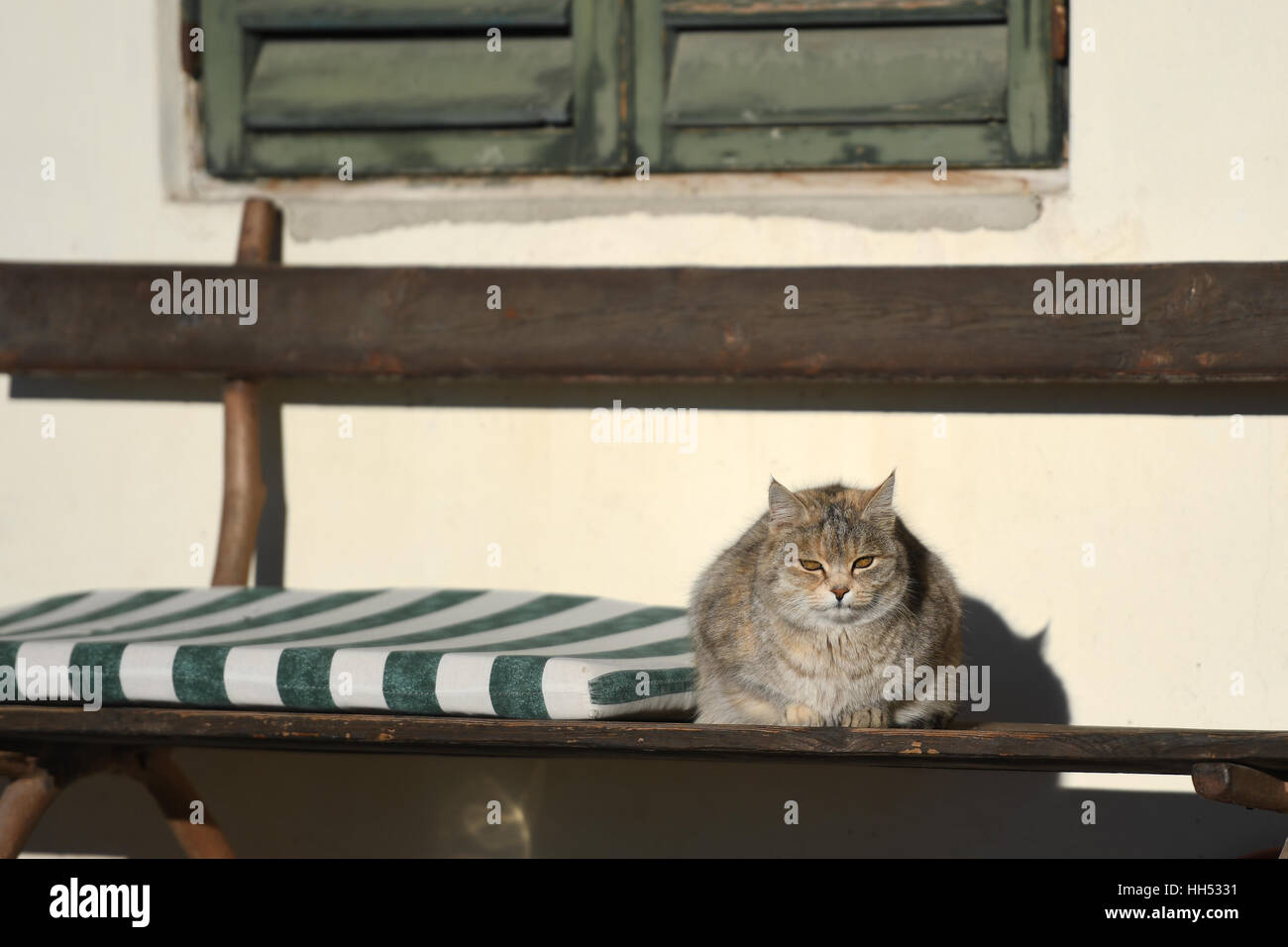Eine Katze sitzt auf einer Bank in der Sonne Italiens. Stockfoto