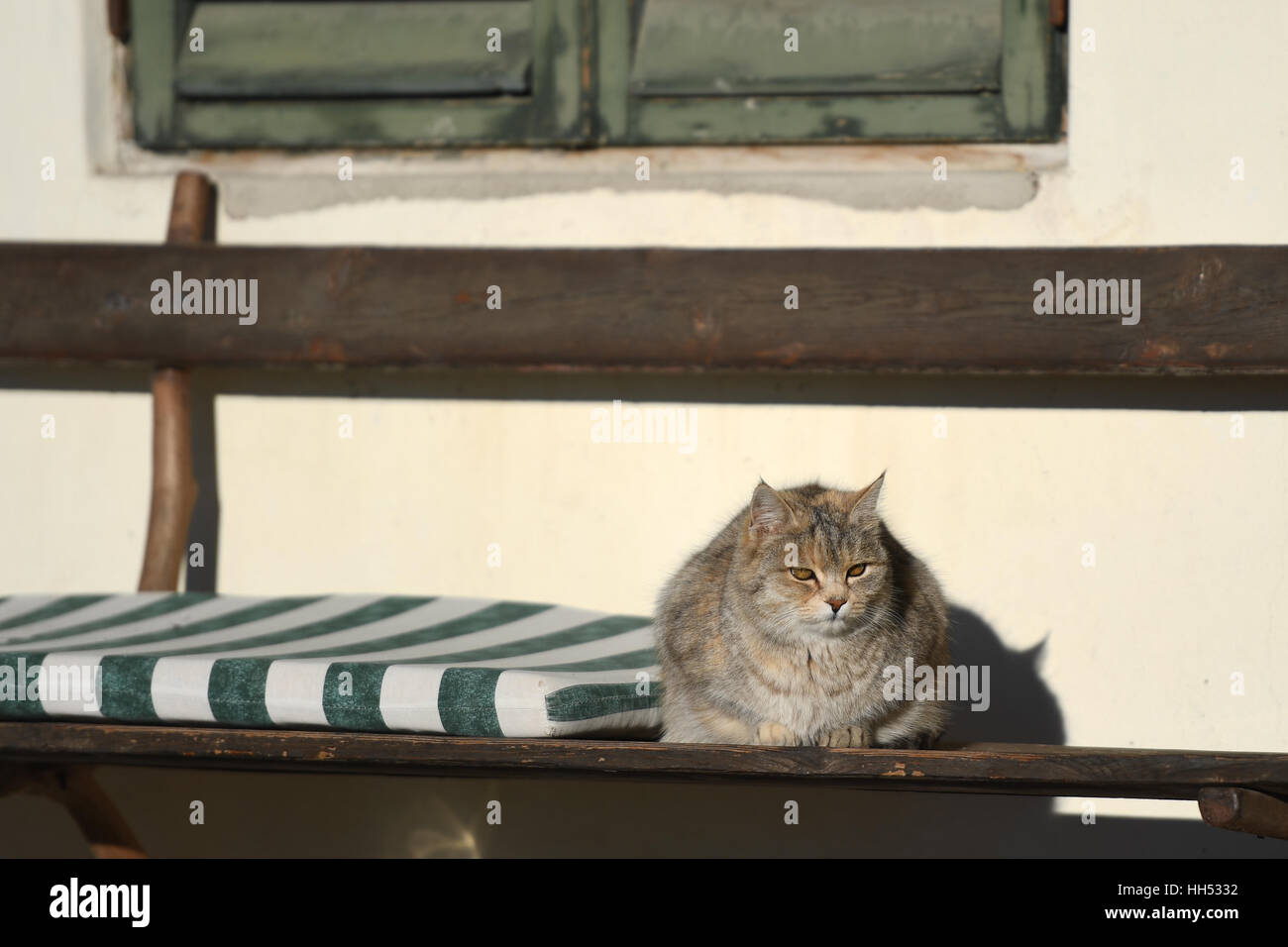 Eine Katze sitzt auf einer Bank in der Sonne Italiens. Stockfoto