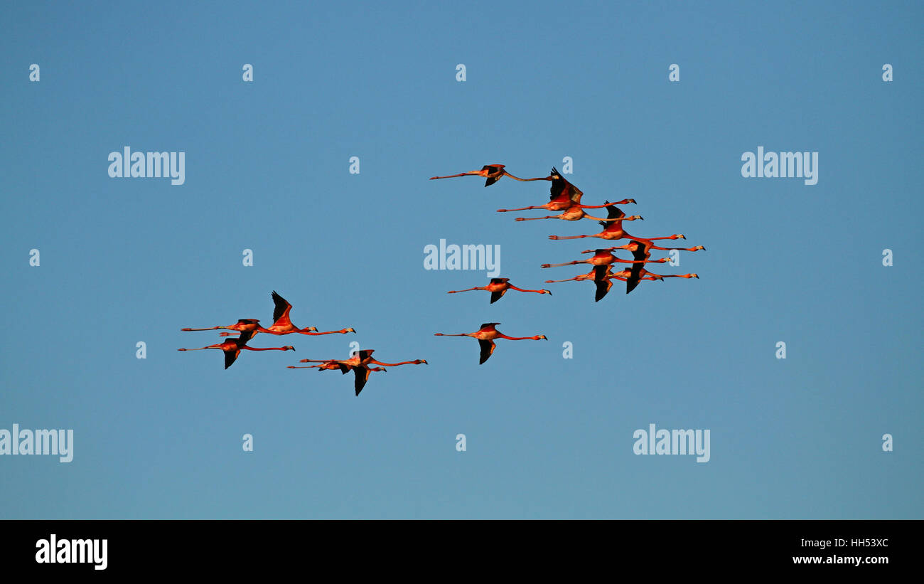 Flamingos am blauen Himmel fliegen Stockfoto