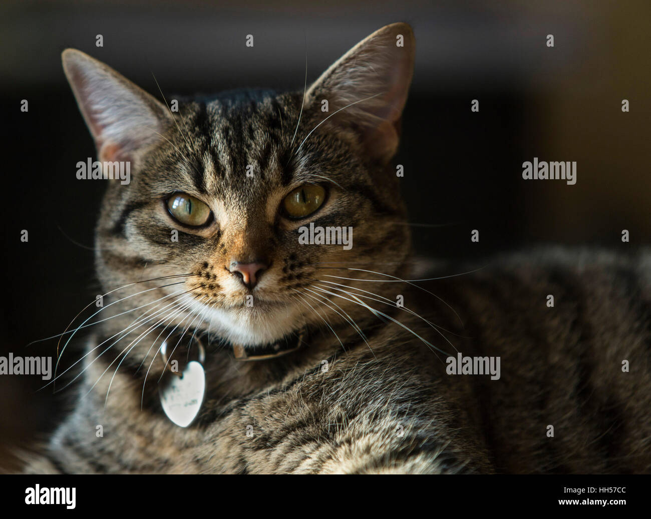 Junge Einheimische kurzen Haaren tabby Bengal Kätzchen Katze liegend auf einem hölzernen Schreibtisch Stockfoto