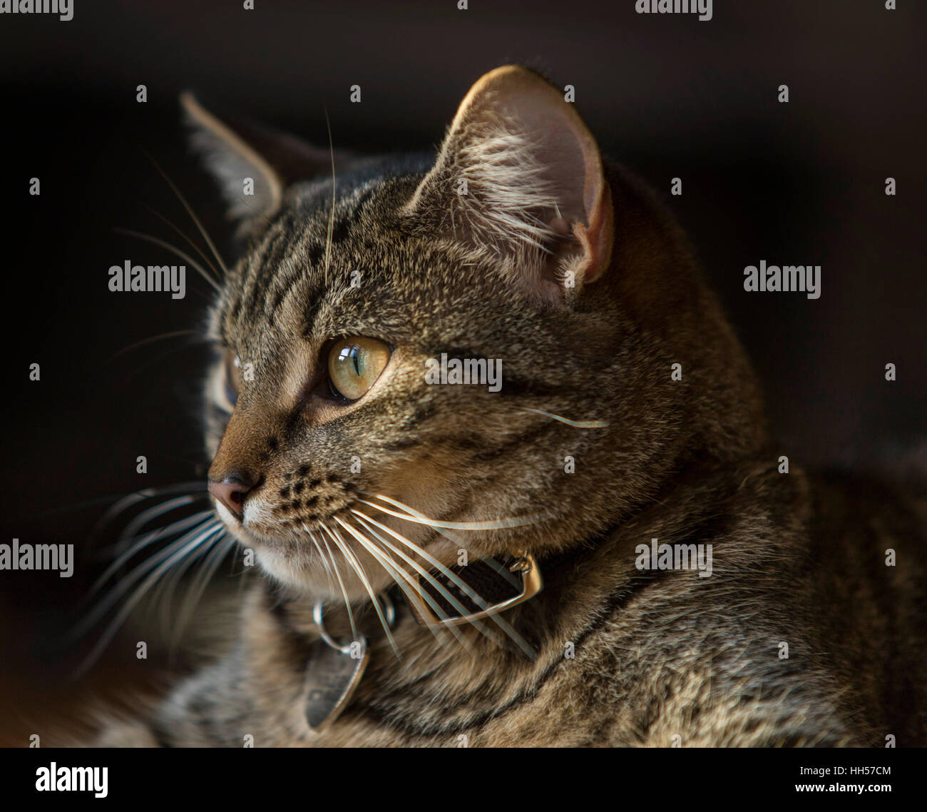 Tabby cat Bengal kitten Portrait, Kopf, Kopf und Schultern Stockfoto