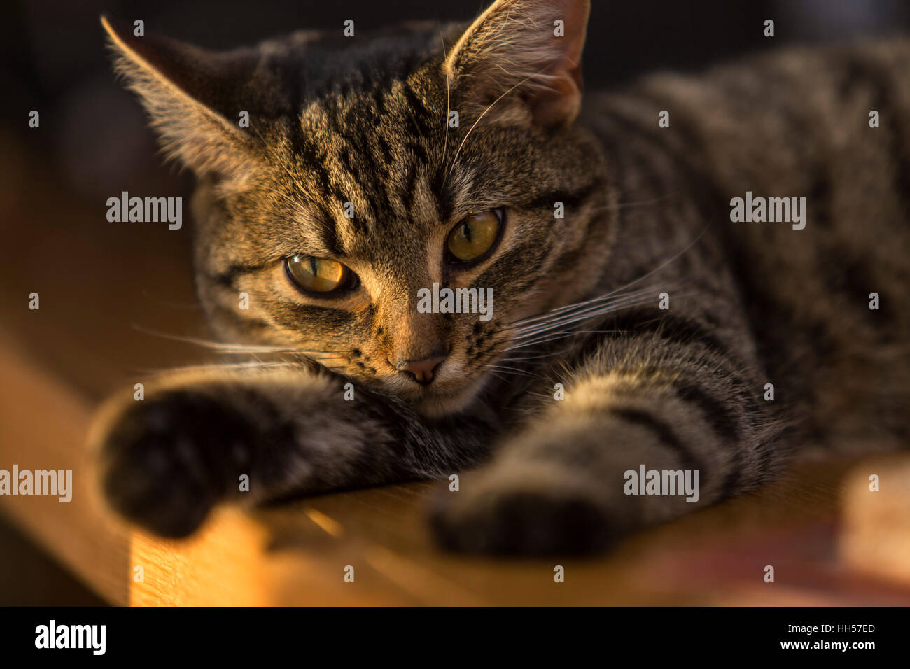 Junge Einheimische kurzen Haaren Bengal tabby Katze liegend auf einem hölzernen Schreibtisch Stockfoto