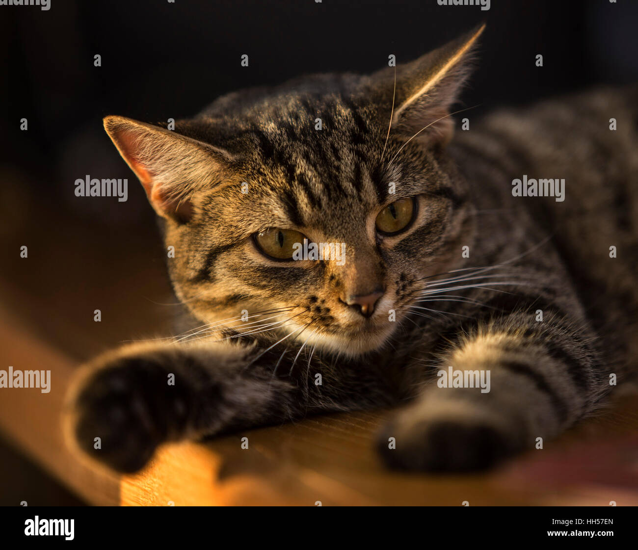 Tabby Katze Stockfoto