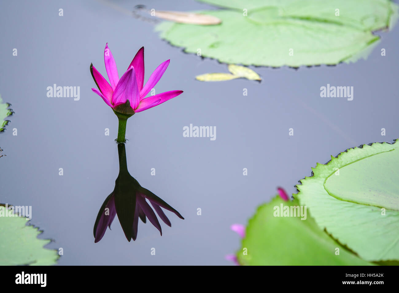 Blüten rosa Seerose im Teich Stockfoto Blüten rosa Seerose im Teich Stockfoto