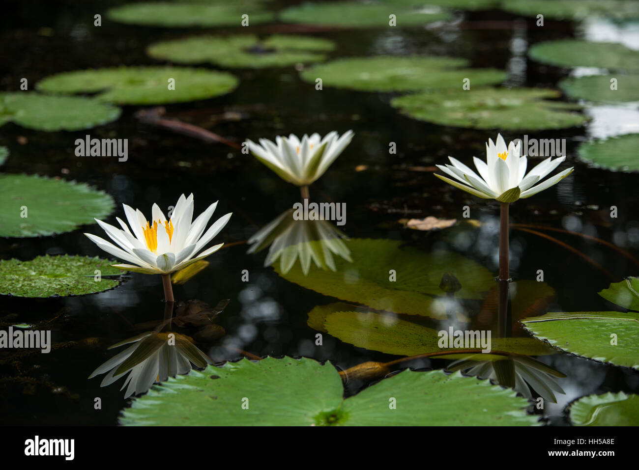 Lilien blumen Fotos und Bildmaterial in hoher Auflösung Alamy
