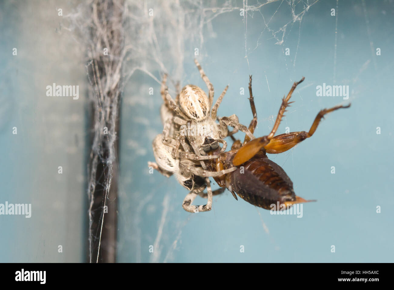 Soziale samt Spinne Stockfoto