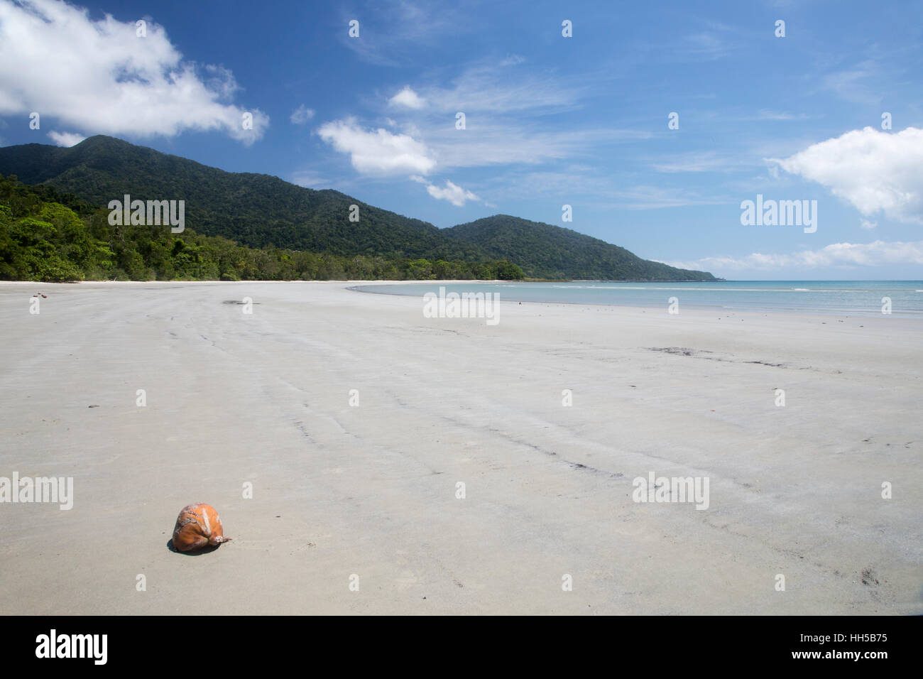 Kokosnüsse auf weißem Sand Strand Daintree Queensland, Australien LA009244 Stockfoto