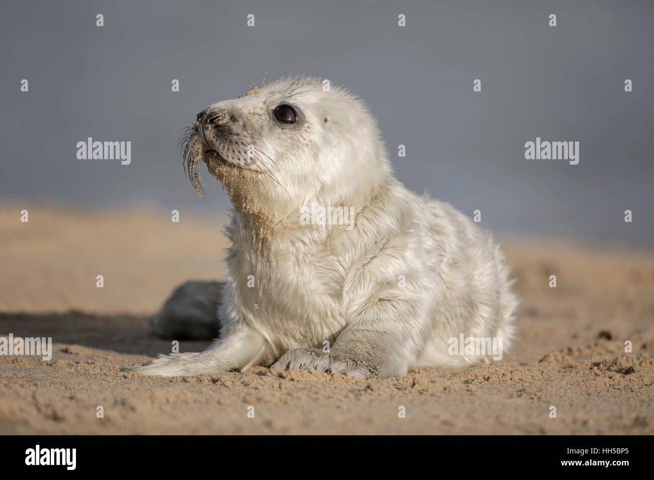 Kegelrobben - jungen Welpen Stockfoto