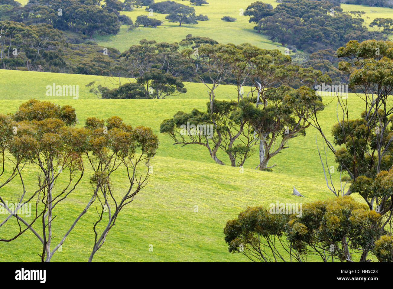 Eukalyptus-Bäume und Cape Gänseblümchen Kangaroo Island South Australia, Australien LA009301 Stockfoto