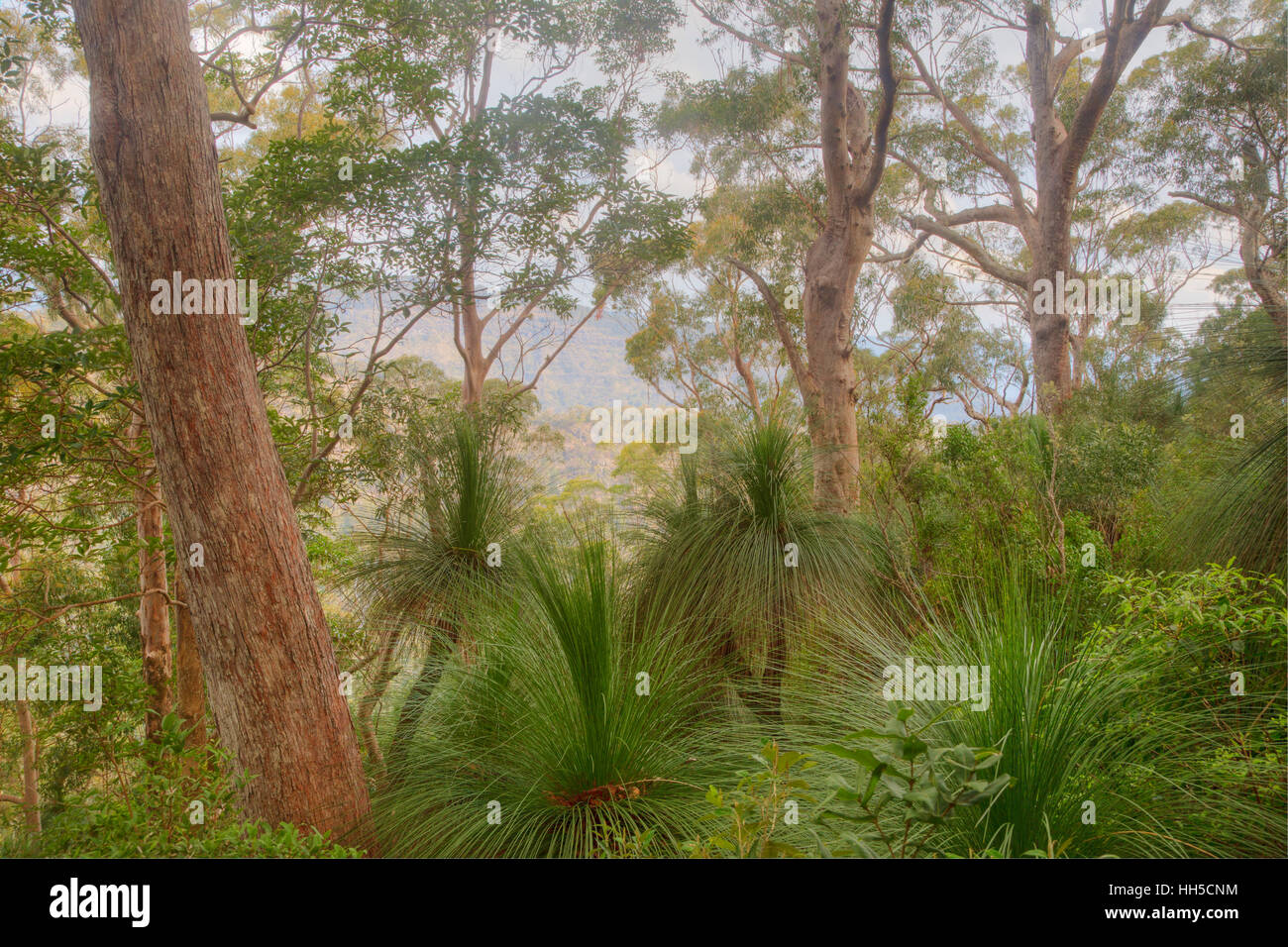 Grasbäume wächst am Rand von Python Rock Lamington National Park Queensland, Australien LA009356 Stockfoto
