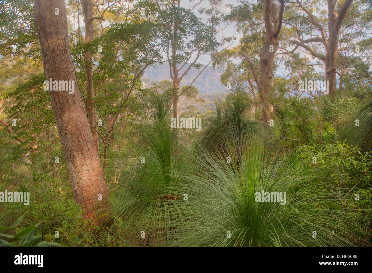 Grasbäume wächst am Rand von Python Rock Lamington National Park Queensland, Australien LA009360 Stockfoto