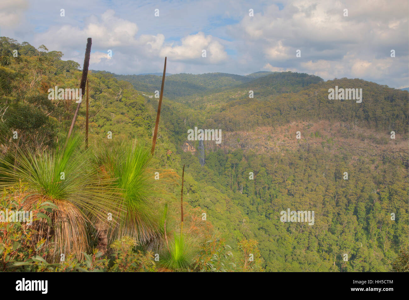 Grasbäume wächst am Rand von Python Rock Lamington National Park Queensland, Australien LA009368 Stockfoto
