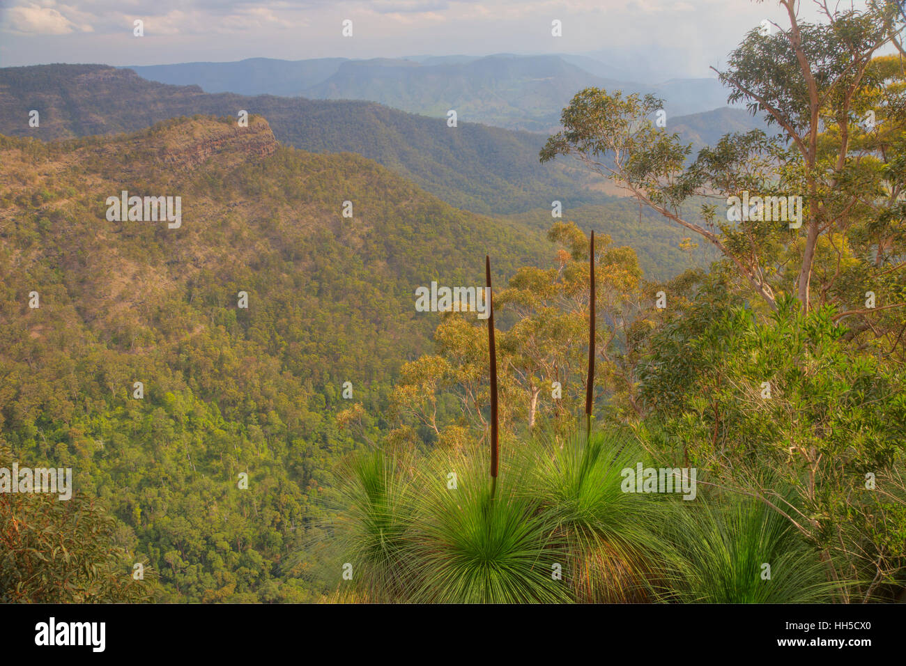 Grasbäume wächst am Rand von Python Rock Lamington National Park Queensland, Australien LA009372 Stockfoto