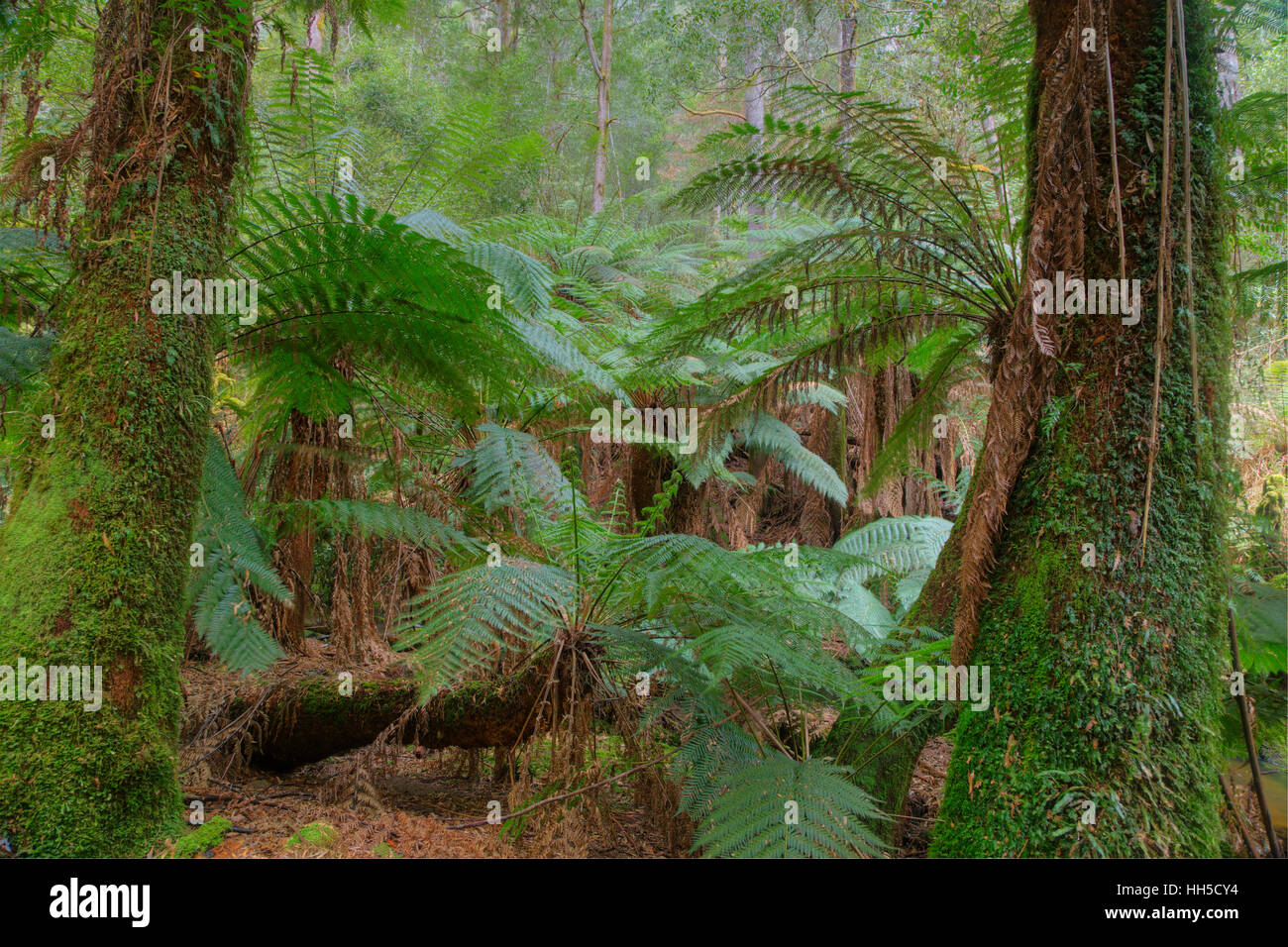Tree Farn Unterwuchs Mount Field National Park Tasmanien, Australien LA009380 Stockfoto
