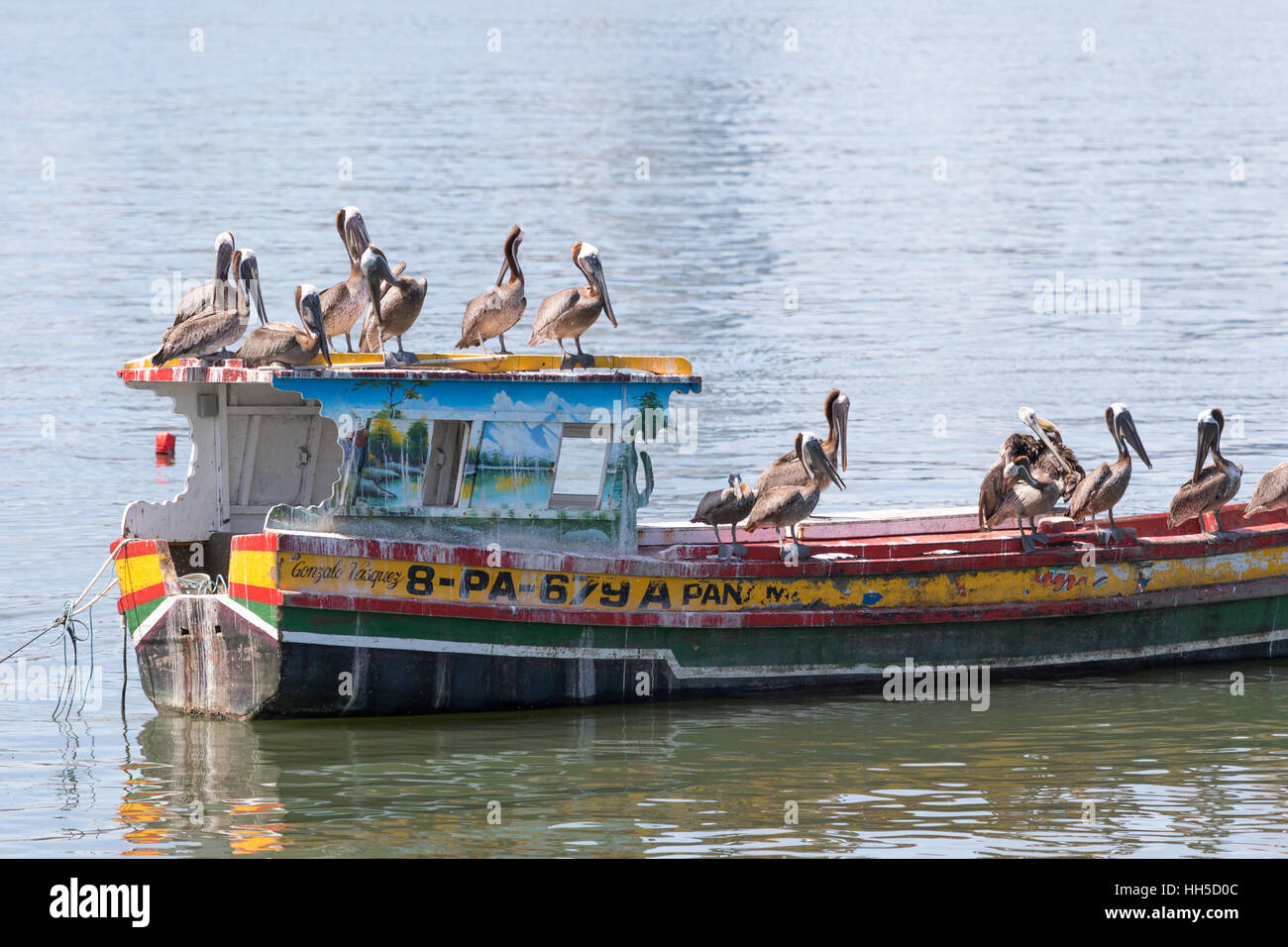 15. Juni 2016 Panama-Stadt: Pelikane, stehend auf einem kleinen rustikalen Fischerboot auf dem Wasser schwimmen Stockfoto