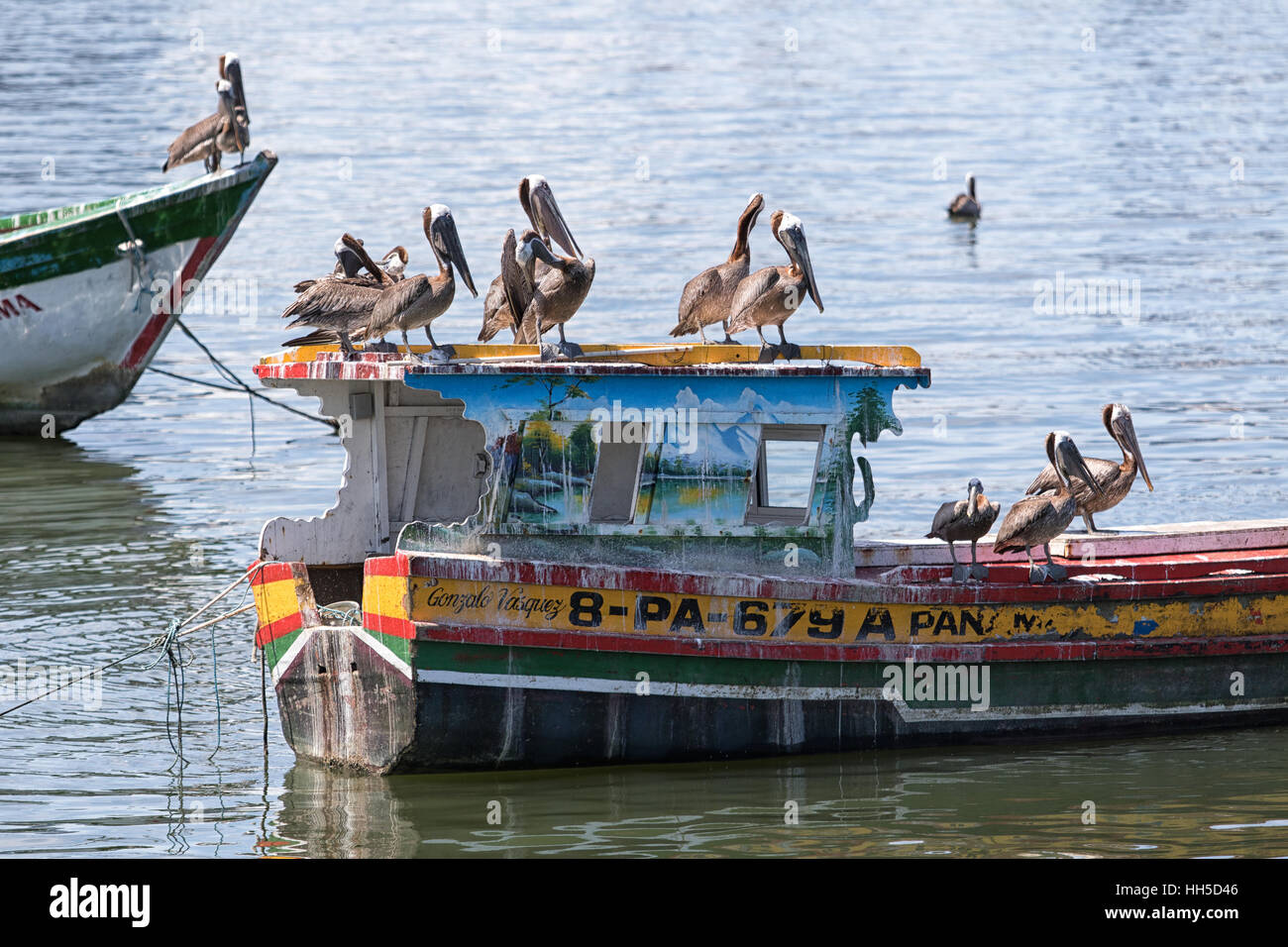 15. Juni 2016 Panama-Stadt: kleine rustikale Fischerboot auf dem Wasser vor dem Fischmarkt mit Pelikane schwimmen Stockfoto