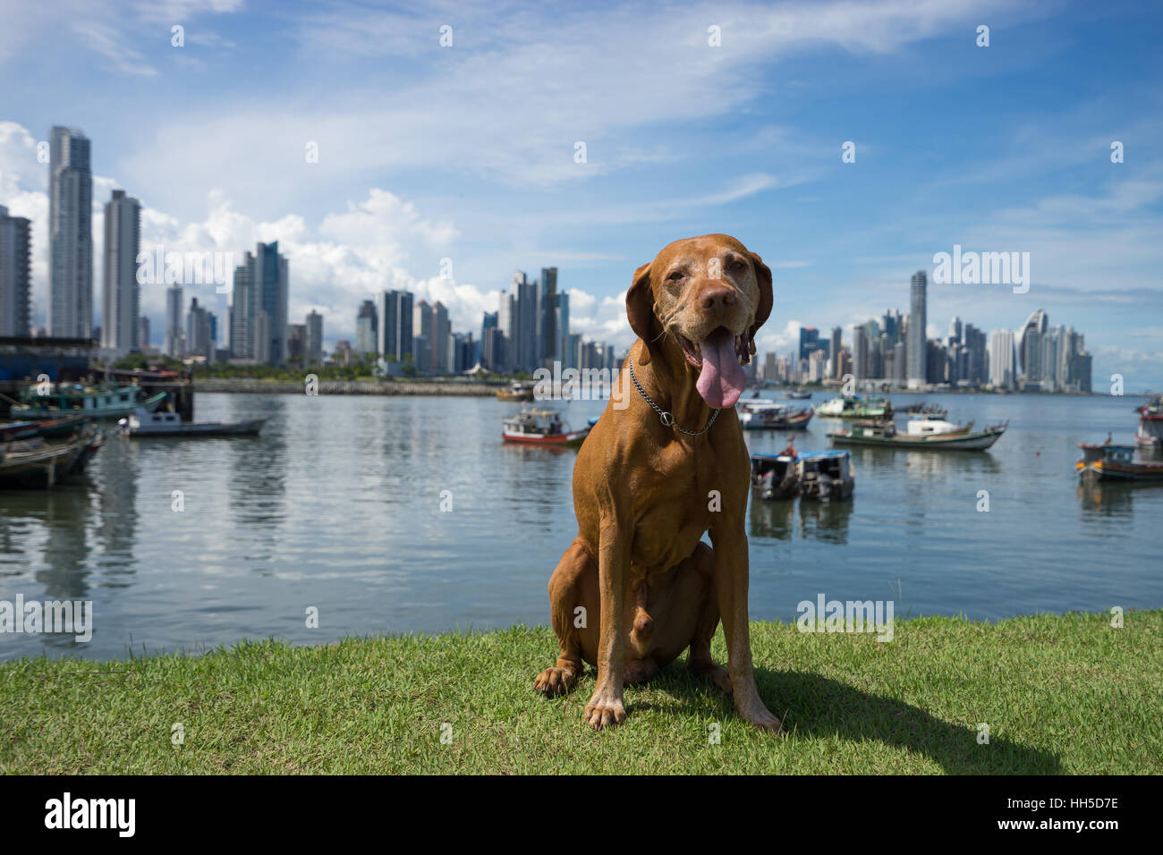 Hundesitting auf grünen Rasen in Panama-Stadt Stockfoto