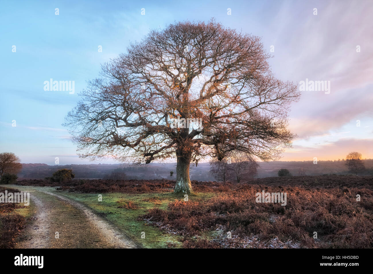 Sonnenaufgang am Mogshade Teich, Bratley Ansicht, New Forest, Hampshire, England Stockfoto
