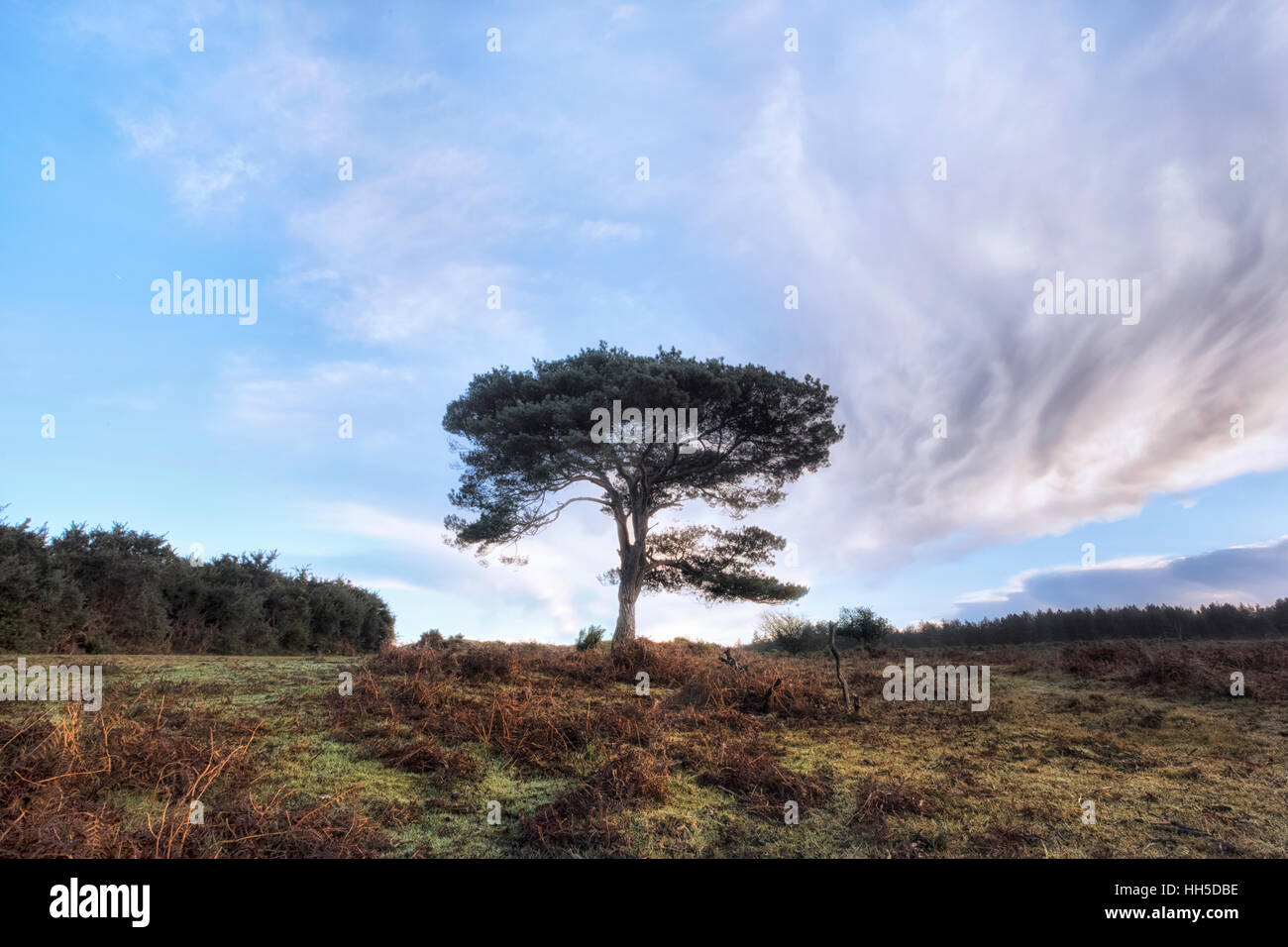 Sonnenaufgang am Bratley Blick, New Forest, Hampshire, England Stockfoto