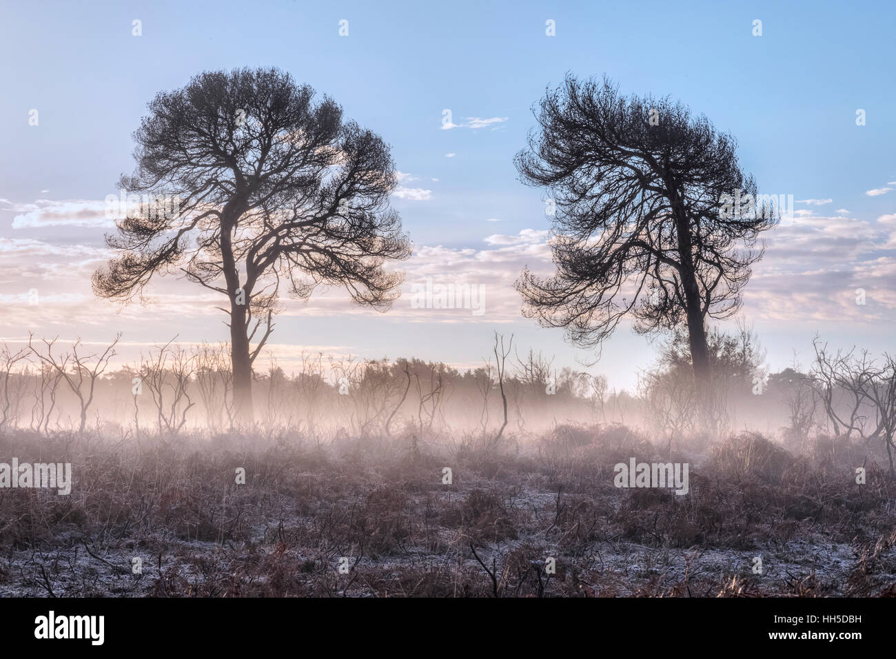 Sonnenaufgang am Bratley Blick, New Forest, Hampshire, England Stockfoto