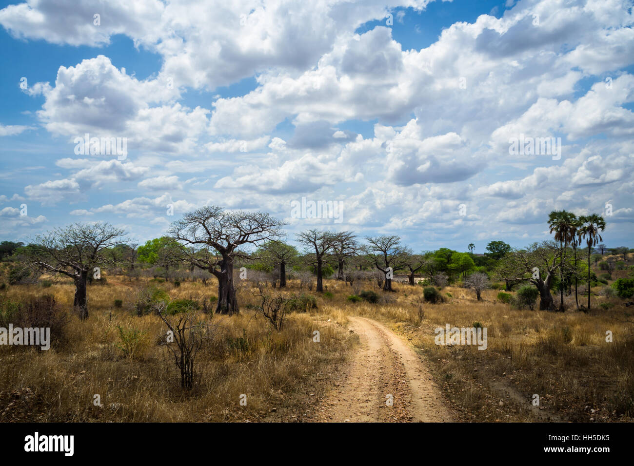 Wilde Afrika Natur mit Bäumen und Büschen auf trockenen Jahreszeit, Ruaha Nationalpark, Safari Stockfoto