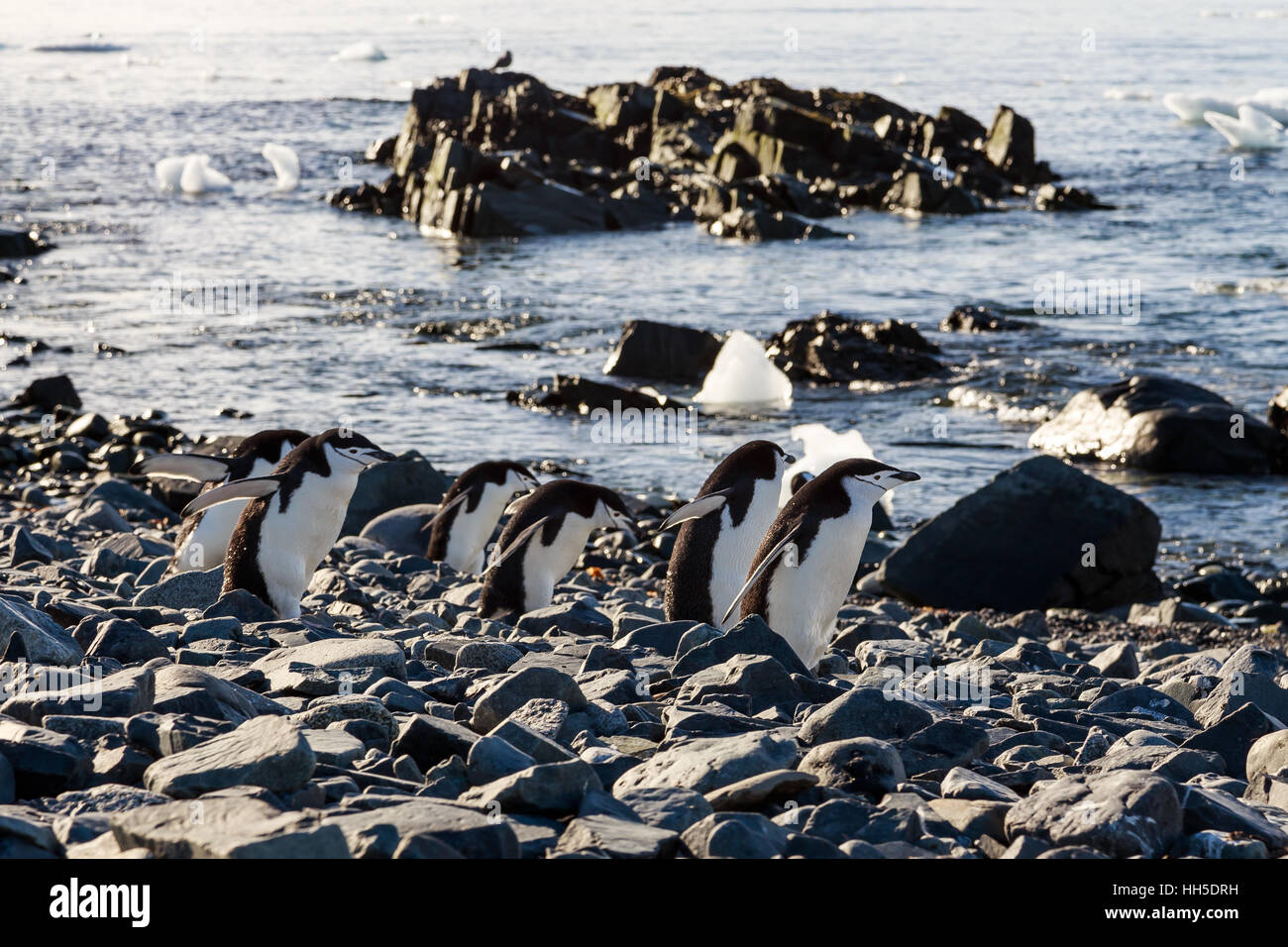 Kinnriemen Pinguine Bande eilen auf ihre Bussiness an der Küste von Half Moon Island, Antarktis Stockfoto