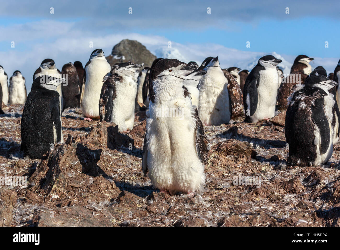 1y alten Kinnriemen Küken Pinguin stehen unter seiner Kolonie Mitglieder versammelten sich auf den Felsen, Half Moon Island, Antarktis Stockfoto