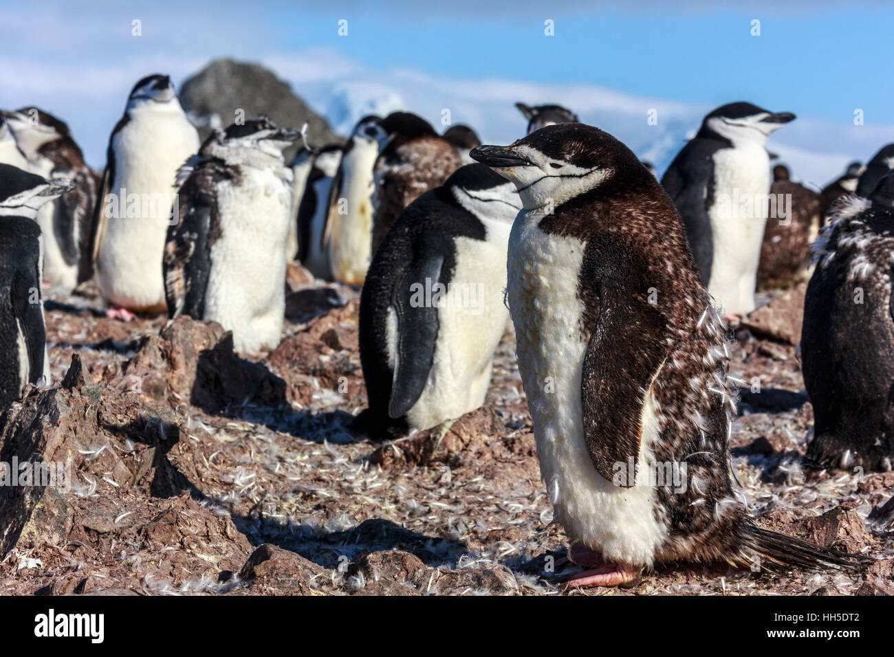 Junge Kinnriemen Pinguin stehen unter seiner Kolonie Mitglieder versammelten sich auf den Felsen, Half Moon Island, Antarktis Stockfoto