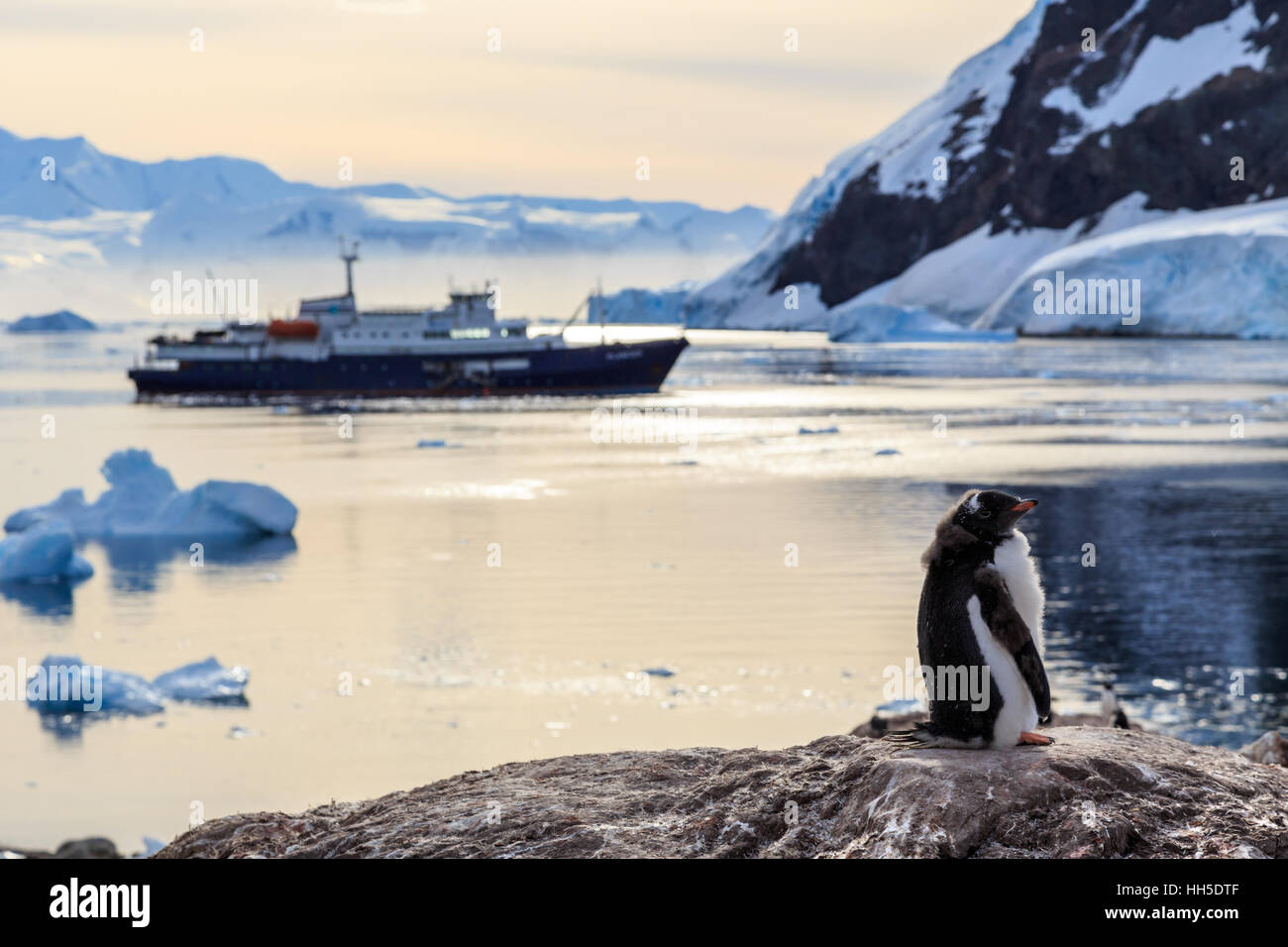 Faul Gentoo Pinguin Küken stehen auf den Felsen mit Kreuzfahrt-Schiff und Eisberge im Hintergrund Neco Bay, Antarktis Stockfoto